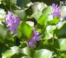 سنبل آبی